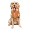 Orange Phoenix Suns Damion Lee   Dog & Cat Pet Bandana